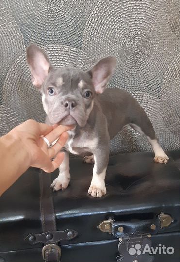 Мини девочка лилового окраса