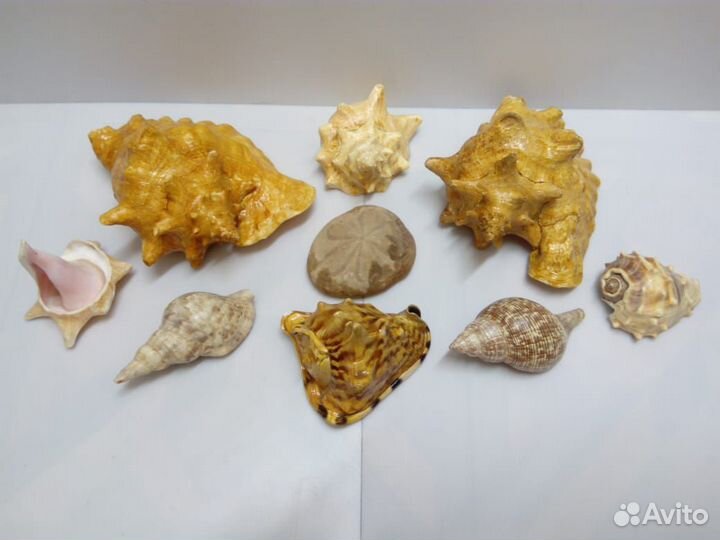Морские ракушки раковины
