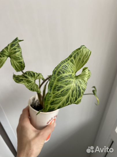 Сингониум золотая венеция