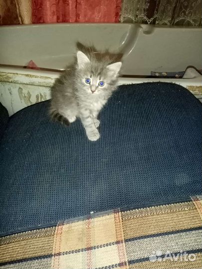 Кошка в дар