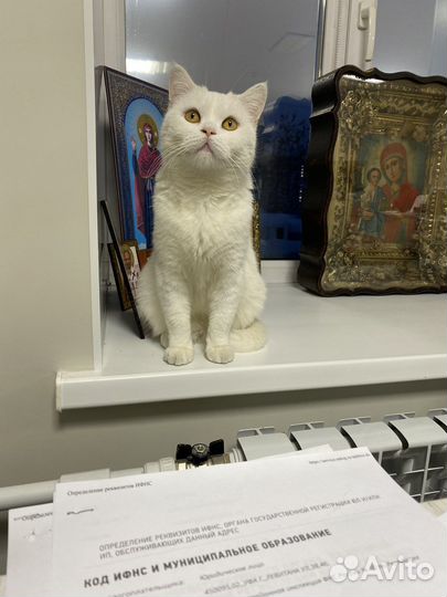 Британский кот в добрые руки