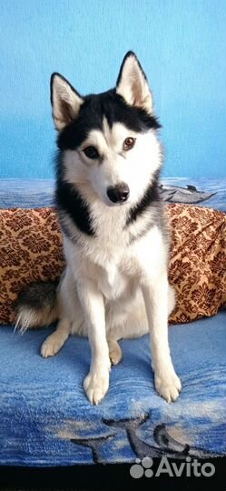 Вязка собак