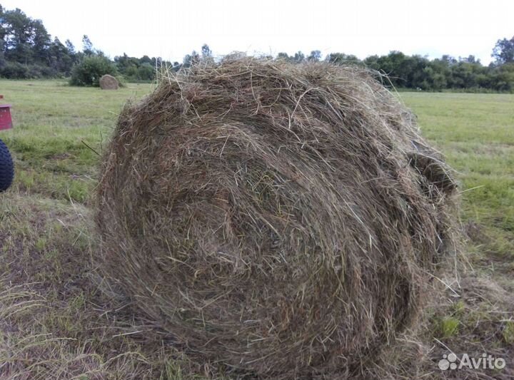 Сено остравное в рулонах