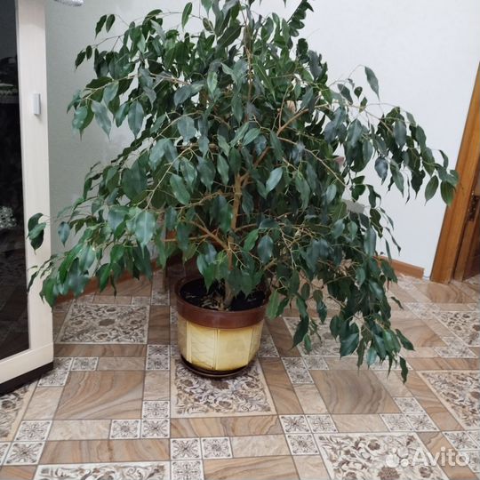 Фикус бенджамина
