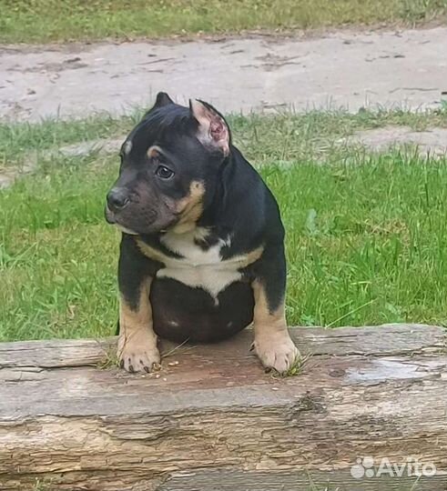 Американский булли