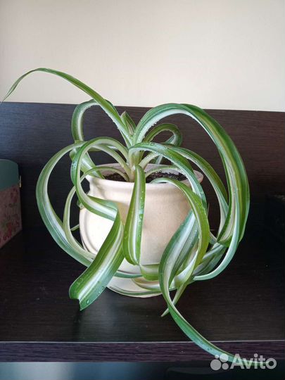 Зигокактус Мирт Чабрец Хлорофитум