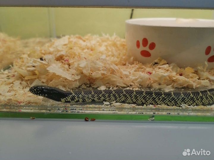 Маисовый полоз