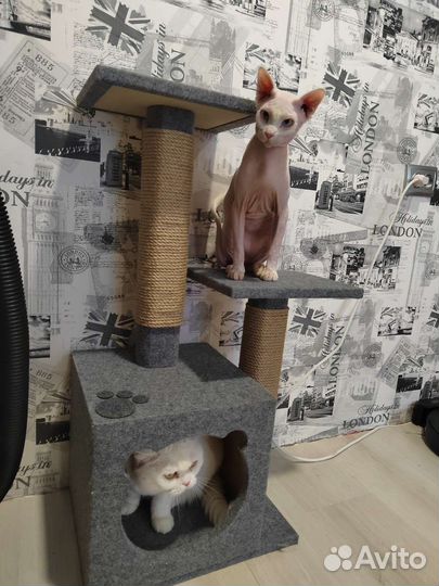 Передержка животных