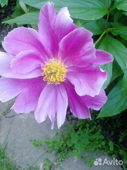 Пионы саженцы