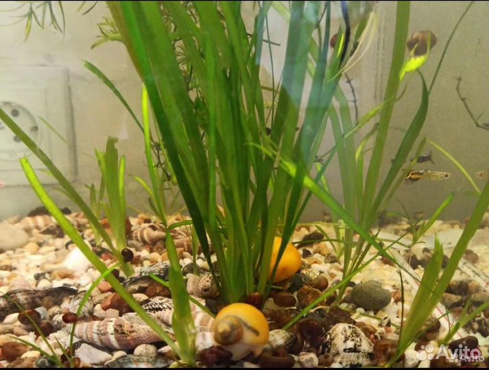 Валлиснерия