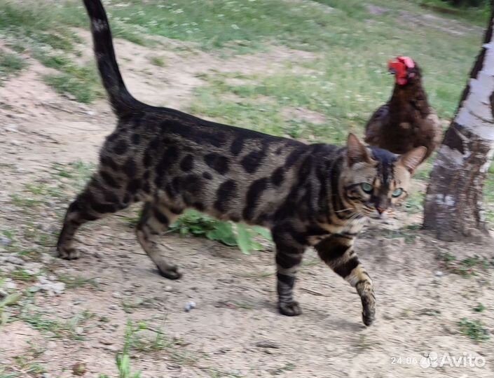 Бенгальская