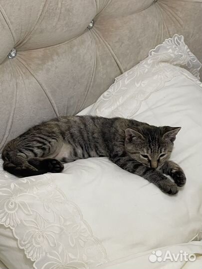 Котёнок (девочка, крысоловка) в добрые руки