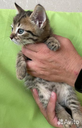 Крошечная Фрося ищет дом