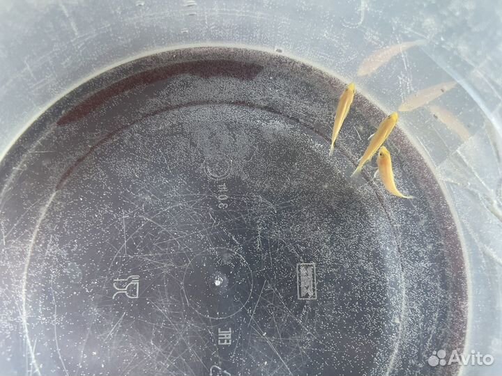 Малавийские цихлиды еллоу, мальки