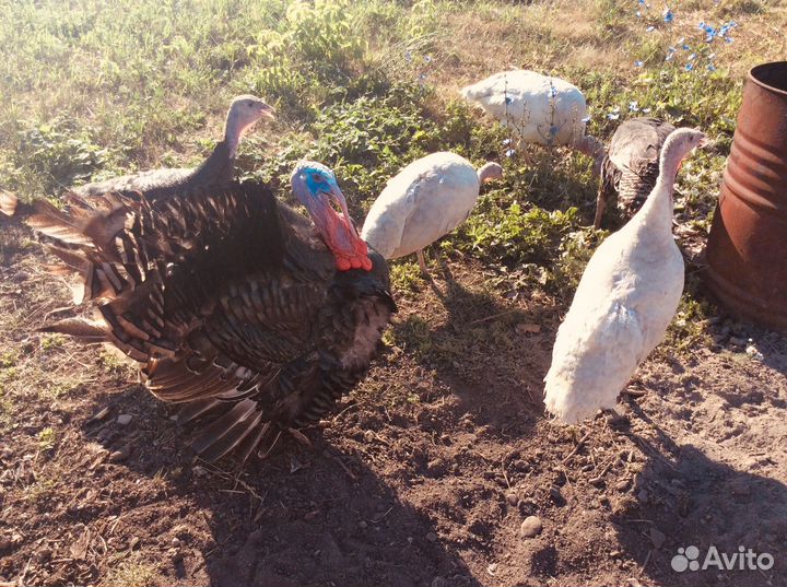 Индюки на племя