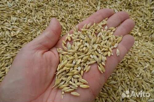Ячмень зерно