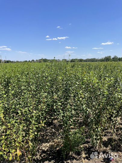 Саженцы плодовых