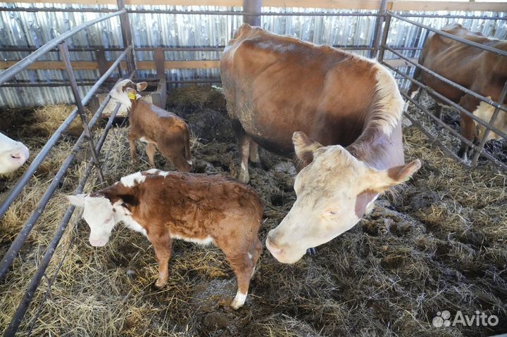Коровы Герефорд класса класса элита и элита-рекорд