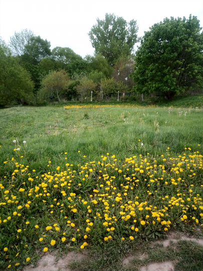 Участок 37 сот. (ИЖС)