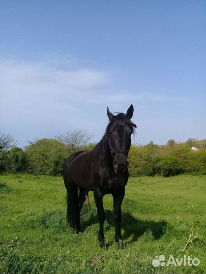 Карачаевский жеребец