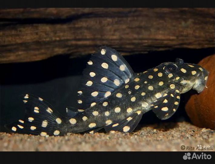 Номерные сомы L201 гипоанциструс контраденс10-12см