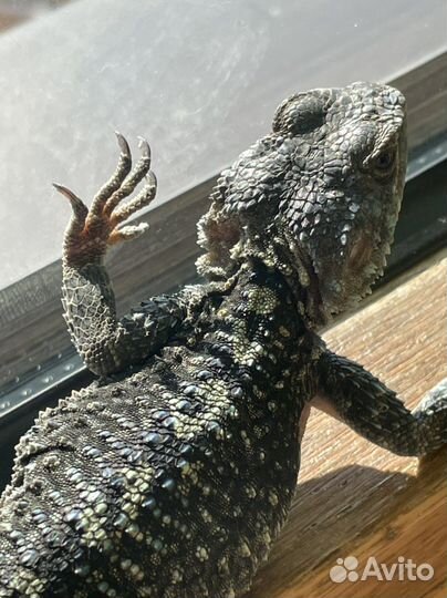 Турецкая агама