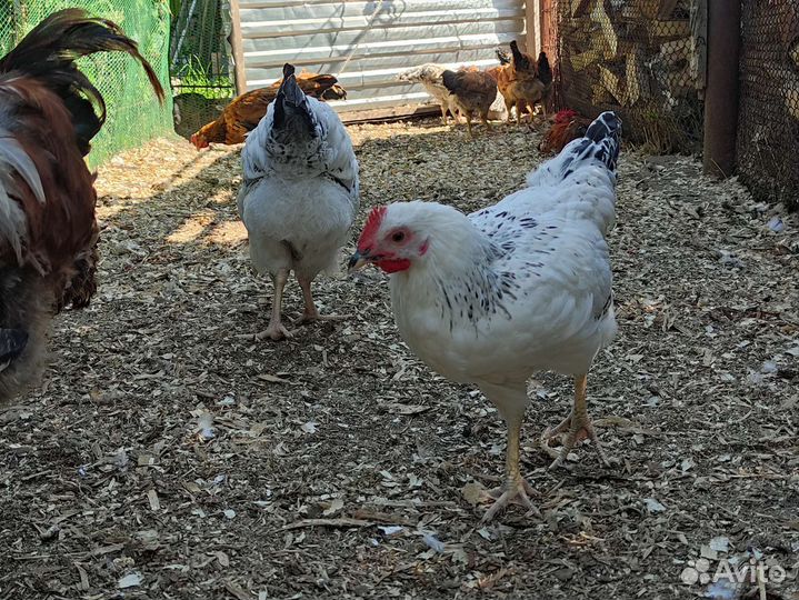 Петушки разных пород