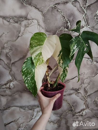 Монстера альба луна