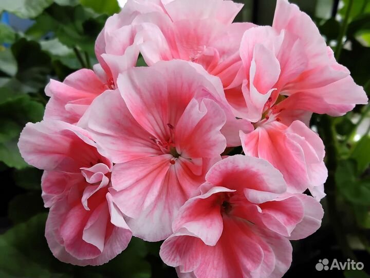 Комнатные цветы продам