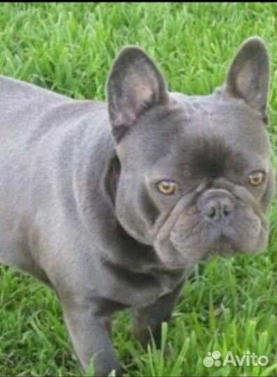 Голубые девочки