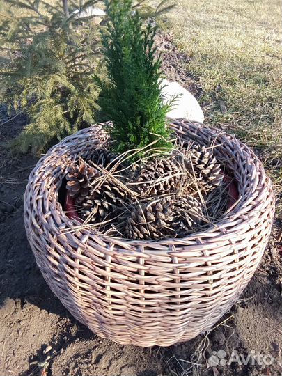 Кашпо для цветов