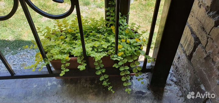 Вербейник монетчатый