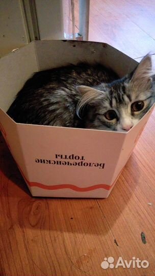 Кошечка принцесса