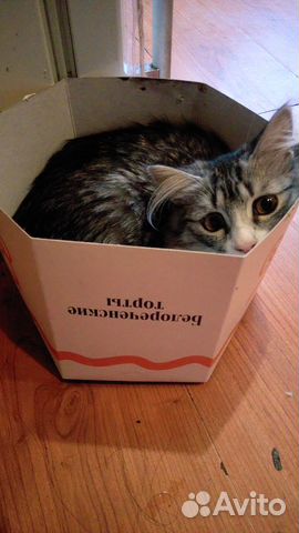 Кошечка принцесса