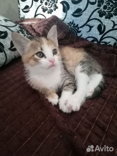 Кошка в дар бесплатно