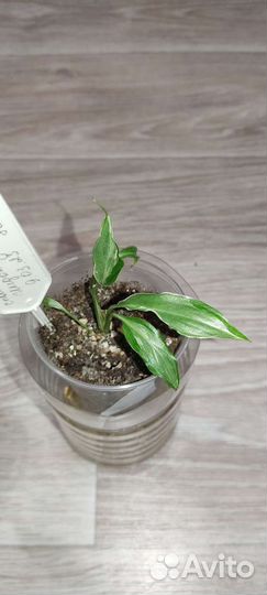 Спатифиллум Индонезия белый вар