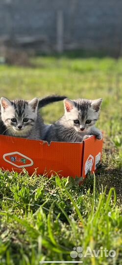 Котята в добрые руки