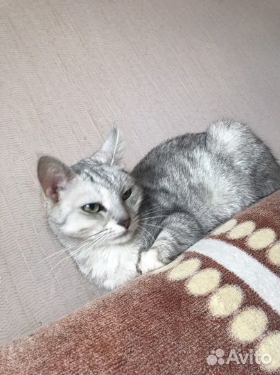 Кошка бесплатно