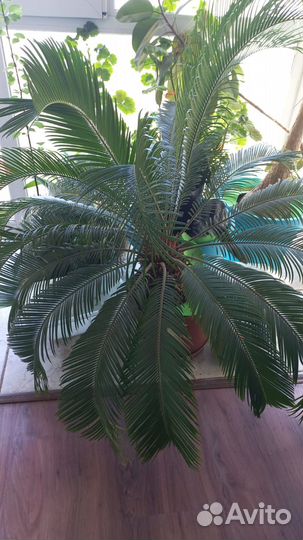 Комнатные растения цветы большие