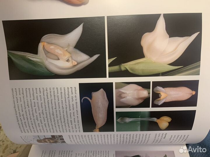 Книга The essential guide