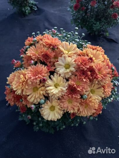 Мультифлора