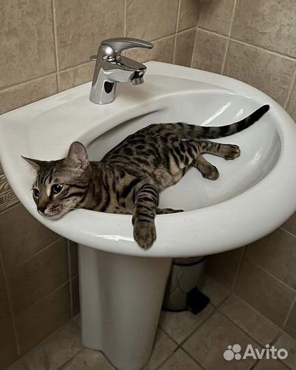 Потерялся кот