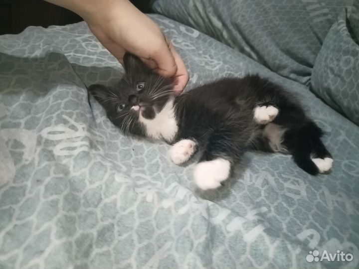Котята