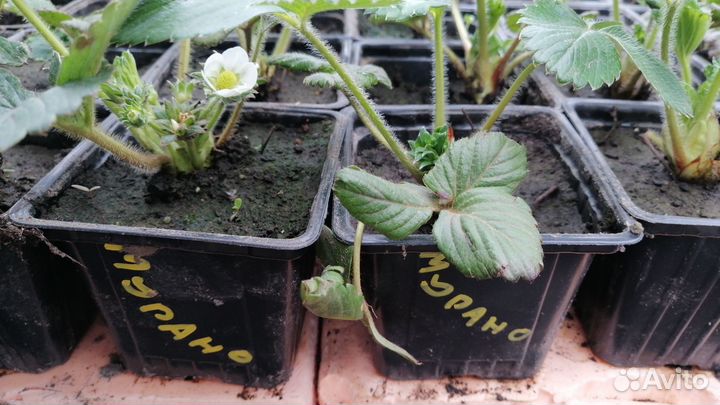 Саженцы,рассада клубники Мурано,ремонтантная