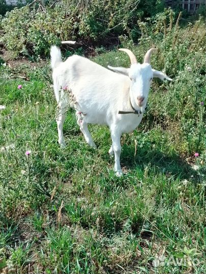 Коза дойная молочная, козёл