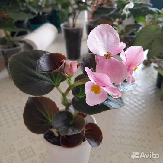 Хризантемы,бегонии,герани, эписция, бальзамы