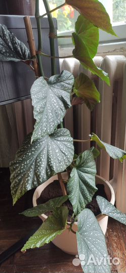 Гибискус бегония