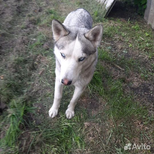 Сибирский хаски