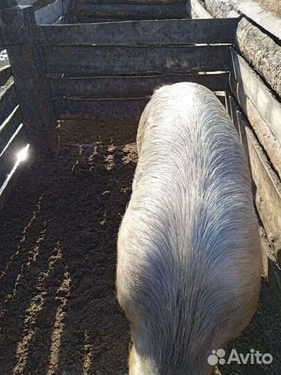 Хряк на племя