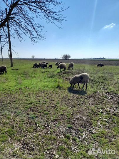 Овцы бараны